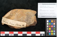 Foto (Objekt + Etikett) von Asplenium palaeodarea Ettingshausen (NHMW-GEO-2024-0188-10325)